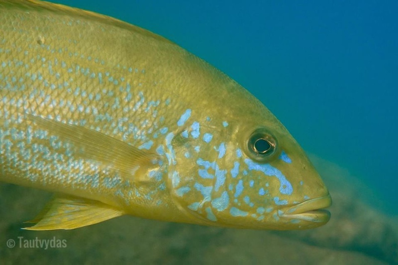 Boulengerochromis microlepis 'Kipili' near Kipili